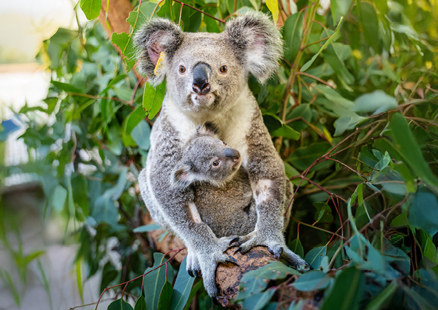 Koalas, Erica and Precious recovery at RSPCA Wildlife Hospital.